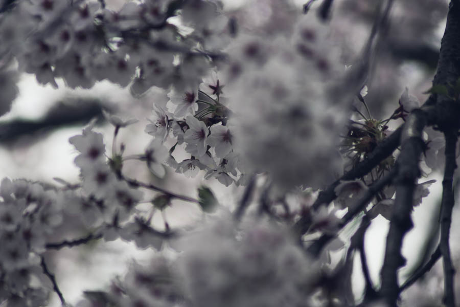 cherry-blossoms-toronto-ou-6