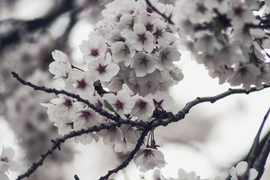 cherry-blossoms-toronto-why-6