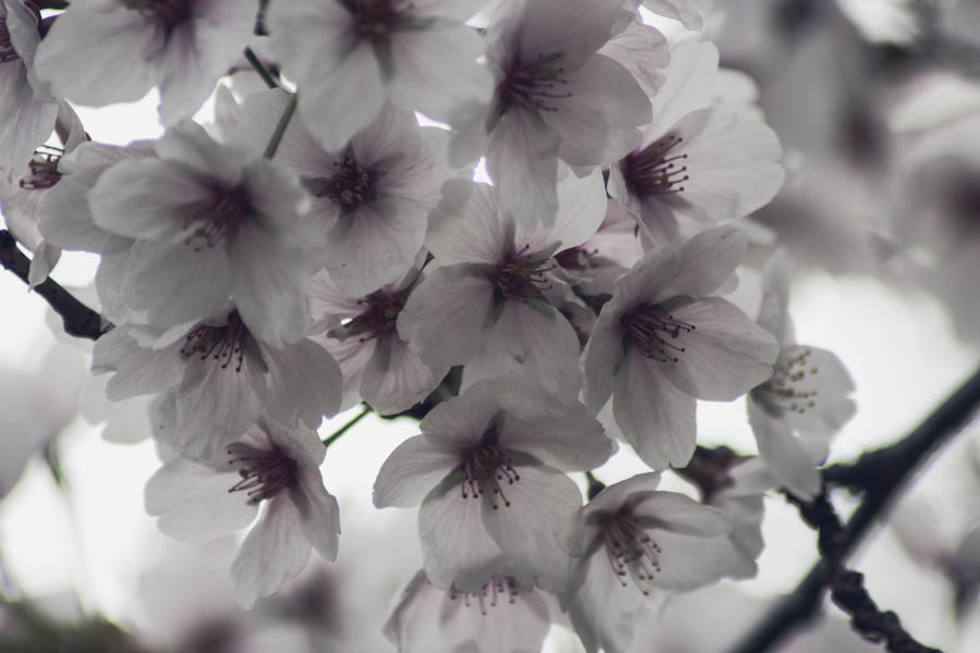 cherry-blossoms-toronto-why-5