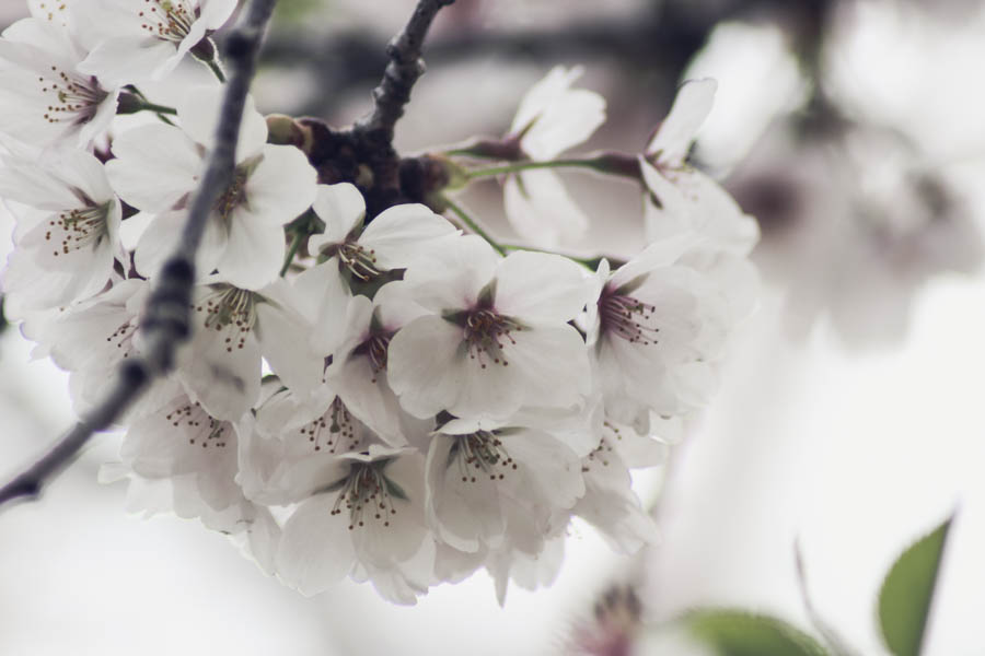 cherry-blossoms-toronto-why-6