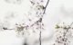 cherry-blossoms-toronto-why-7