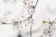 cherry-blossoms-toronto-why-7
