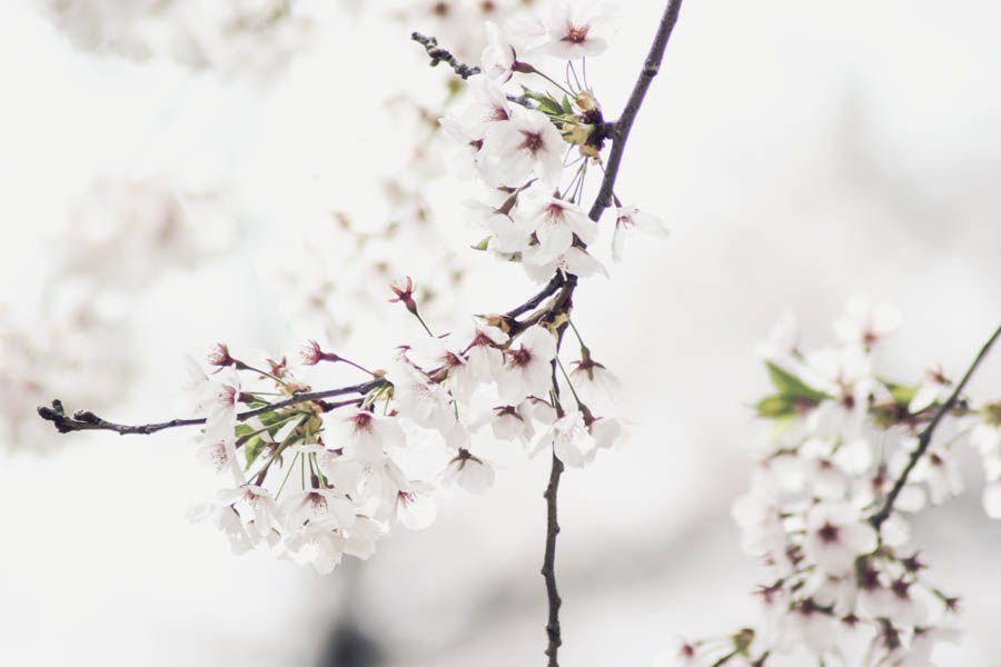 cherry-blossoms-toronto-why-7