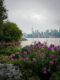 Vue sur la skyline de Toronto et la Tour CN encadrée par des fleurs violettes éclatantes depuis le bord de l'eau aux îles de Toronto.