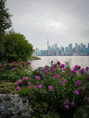View of the Toronto skyline and CN Tower framed by vibrant purple flowers on the Toronto Islands harbourfront