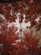 CN Tower in Toronto surrounded by fall colours