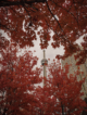 CN Tower in Toronto surrounded by fall colours