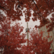 CN Tower in Toronto surrounded by fall colours
