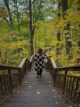 Vue en contre-plongée sur un escalier en bois menant vers de grands arbres aux couleurs d'automne jaunes et oranges à Glen Stewart Ravine