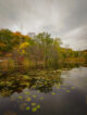 Étang bordé de nénuphars avec le reflet des arbres aux couleurs d'automne jaunes et or à l'Evergreen Brick Works à Toronto