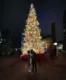 christmas-market-toronto-tree-couple-romantic