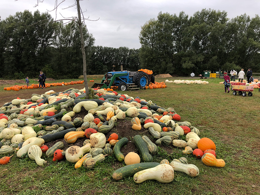 quoi-faire-autour-toronto-automne