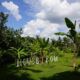 avis-house-of-om-bali