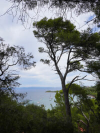 Point de vue sur une crique de l'île de Porquerolles depuis les sentiers de randonnée